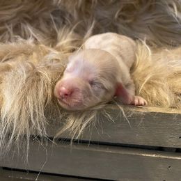 Miles - Chocolate and cream male Dachshund puppy in Cushing, Oklahoma from Ash's mini Dach's