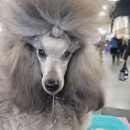 Poodle All Grown Up from Reflexxion Poodles