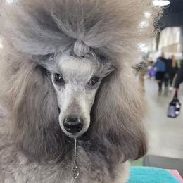 Poodle All Grown Up from Reflexxion Poodles