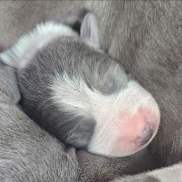 Head Honcho - White and blue male Italian Greyhound puppy in Cadwell, Georgia from All The DoDa Day Italian Greyhounds