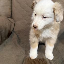 Eleven - Red merle female Miniature American Shepherd puppy in Plant City, Florida from Osborne & Stormborn FL Kennels