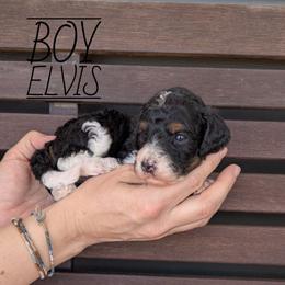 Elvis - Black and white male Bernedoodle puppy in Cambridge, Minnesota from Country Meadow Doodles
