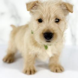 Benson - Wheaten male Scottish Terrier puppy in Mount Joy, Pennsylvania from K&M Kennel