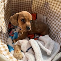 Maggie - Dapple female Dachshund puppy in Mountain Home, Arkansas from Furry Friends Kennel