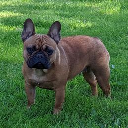 French Bulldog puppies from Frenchies & Labs