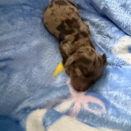 Dot - Dapple female Dachshund puppy in Menifee, California from The Weenie Hut Doxies