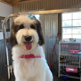 Maci - Sheepadoodle