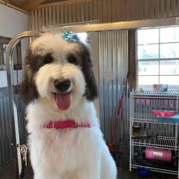 Maci - Sheepadoodle