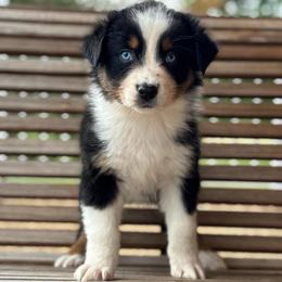 Bryce - Black tri-color female Australian Shepherd puppy in Beaverdam, Virginia from Cimmarun Farm Aussies