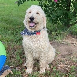 Hazel - Goldendoodle