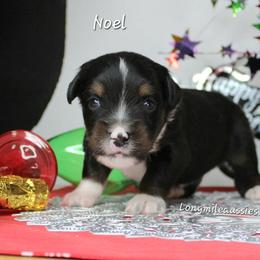 Noel BTM2 - Black tri male Miniature Australian Shepherd puppy in Elgin, Oregon from LongMile Aussies