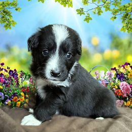 Miniature Australian Shepherd and Toy Australian Shepherd Puppies from Pawesome Lil Aussies