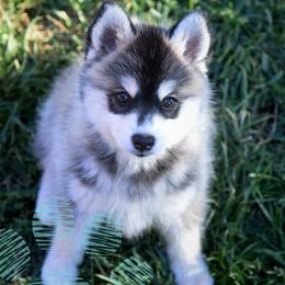 Courage - Tri-color male Pomsky puppy in Redding, California from Spirit Pomskies