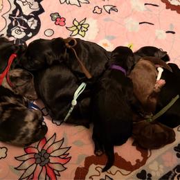 Morticia - Black and white female Aussiedoodle puppy in Mulino, Oregon from Korbella Farm