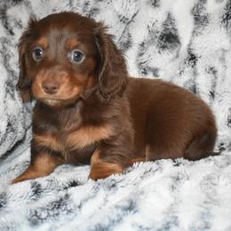 Dachshund puppies from Sparkles & Spurs Mini Dachshunds