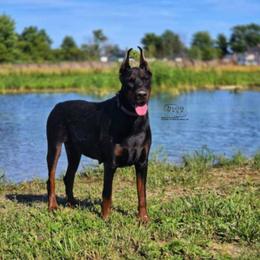 Lily - Doberman Pinscher