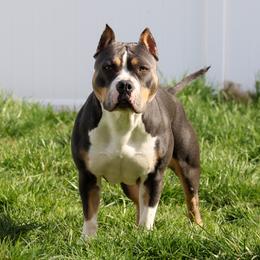 Valkyrie - American Bully