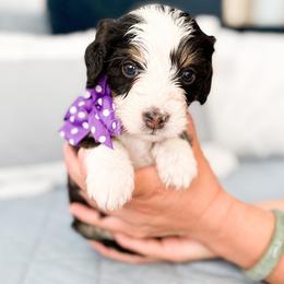 Bernedoodle, Goldendoodle, and Poodle Puppies from Teddy Doodles & Standard Poodles