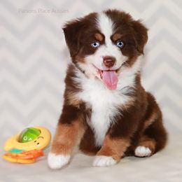 Miniature Australian Shepherd Puppies from Parsons Place Aussies