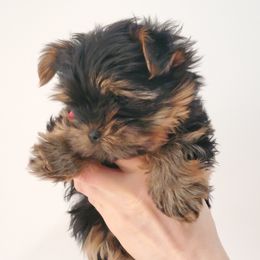 Yorkshire Terrier Puppies from Yorkie Puppies Redwood Ranch