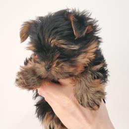 Yorkshire Terrier Puppies from Yorkie Puppies Redwood Ranch