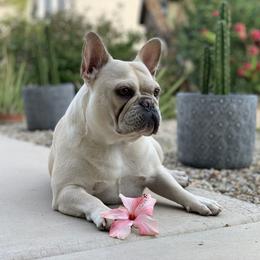 Maple - French Bulldog
