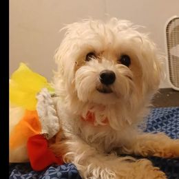 JuJu - Maltese