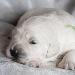 Puppy 2 - Light golden male Golden Retriever puppy in Hayward, California from East Bay Golden Retrievers