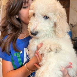 Cauliflower - Cream and white male Aussiedoodle puppy in New Philadelphia, Ohio from Oldtown Doodles