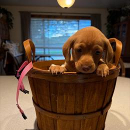 Blondie- pink collar - Red female Dachshund puppy in Olathe, Colorado from Rocking LJ Breeding