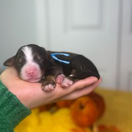 Echo - Tri-color male Bernedoodle puppy in Fort Myers, Florida from Little Golden Farm