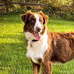 Aussiedoodles, Australian Shepherds, and Miniature Australian Shepherds from Amie's Aussies & Doodles