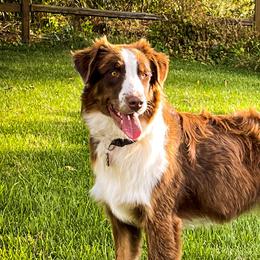Aussiedoodles, Australian Shepherds, and Miniature Australian Shepherds from Amie's Aussies & Doodles