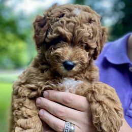 Goldendoodles from Deerhaven Doodles