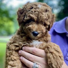 Goldendoodles from Deerhaven Doodles