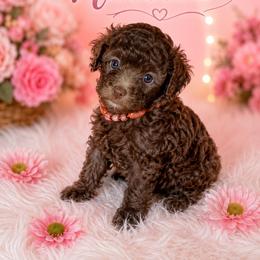 Nutella - Brown female Poodle puppy in Davie, Florida from Sweet Peluditos