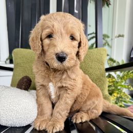 Goldendoodle Puppies from Rezapour Doodle Estate