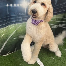 Bernedoodles from Rosie’s pups