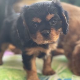 Cavalier King Charles Spaniel, Cavapoo, and Poodle Puppies from Melissa's East End Cavaliers