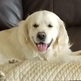 Hogan - Golden Retriever