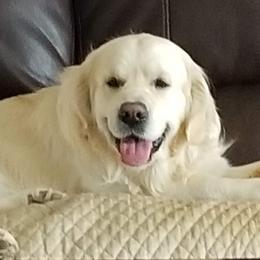 Hogan - Golden Retriever