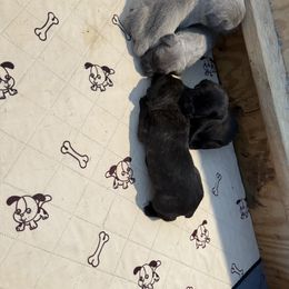 Boy6 - Gray brindle male Cane Corso puppy in Granbury, Texas from Revolutions Kennel