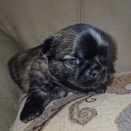 DORIAN - Brindle male Shih Tzu puppy in Los Banos And Bay Area, California from Shantii's Shih Tzu's