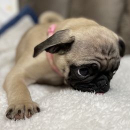 Pug Puppies from PugsncuddlesTN