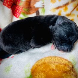 Harry Potter - Black and white male Pomsky puppy in Greenville, South Carolina from Thicketty Mountain Pomskies