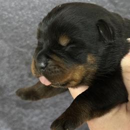 Liberty - Black and mahogany female Rottweiler puppy in Gloster, Mississippi from Mississippi Rottweilers