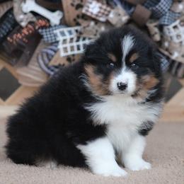 Valentine - Black tri-color male Australian Shepherd puppy in Circleville, Utah from Canyon Creek Aussies