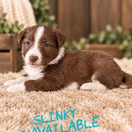Slinky - Red male Border Collie puppy in Sanger, California from Flying M Cactus Ranch Buddies