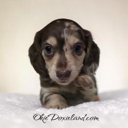 Warren - Chocolate and cream male Dachshund puppy in Oklahoma City, Oklahoma from OkieDoxieland Dachshunds