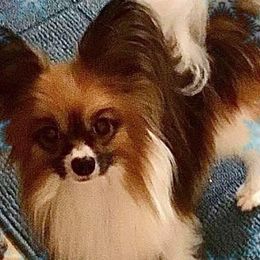Rocky - Papillon